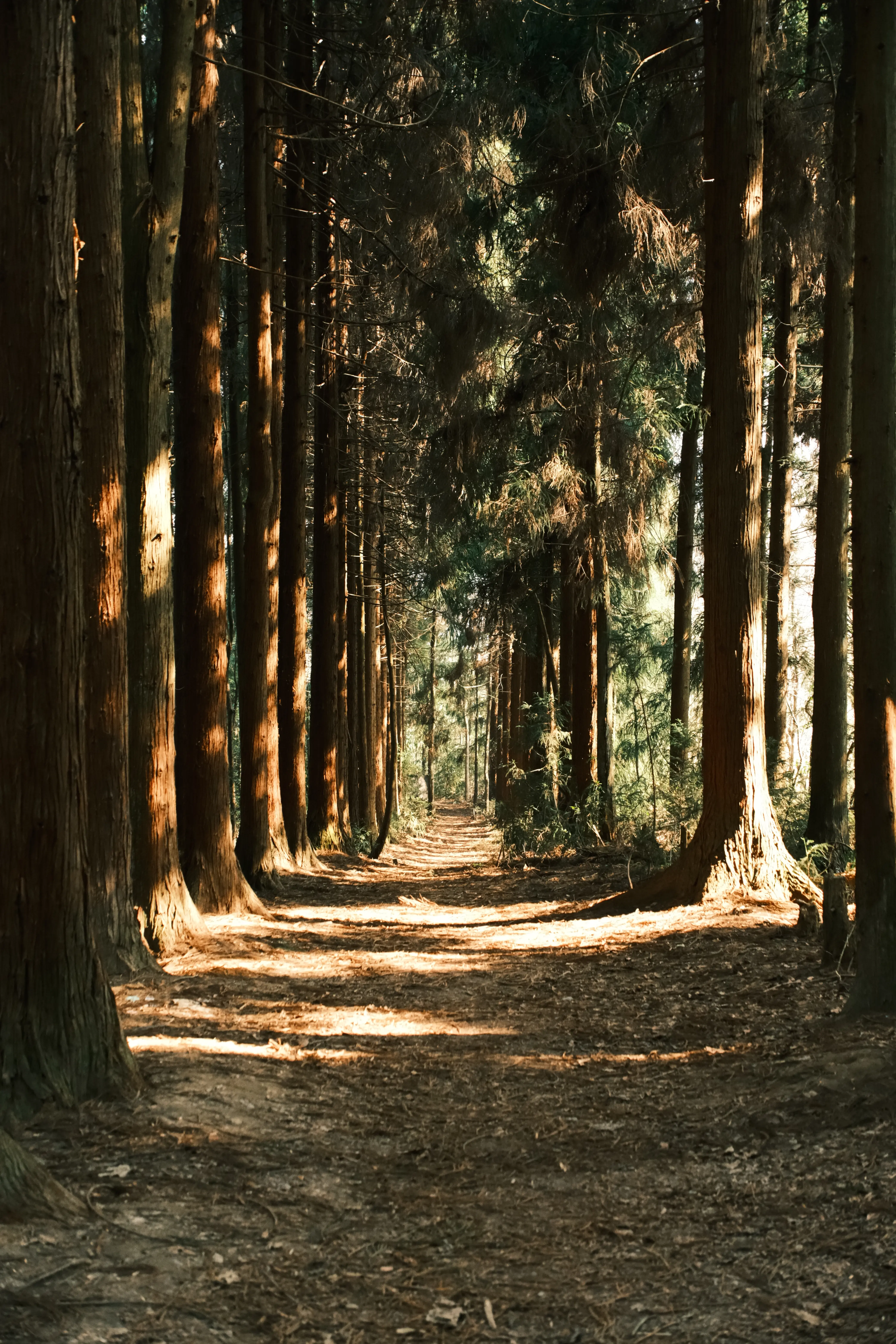Nature landscape